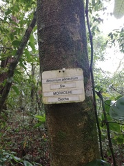 Brosimum alicastrum