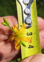 Hypericum lalandii