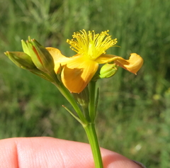 Hypericum lalandii