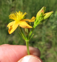 Hypericum lalandii