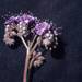Wild Heliotrope - Photo (c) Smithsonian Institution, National Museum of Natural History, Department of Botany, some rights reserved (CC BY-NC-SA)
