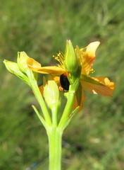 Hypericum lalandii