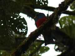 Trogon comptus