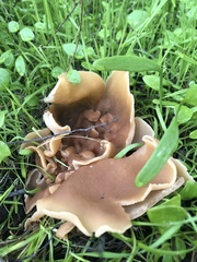 Peziza repanda image