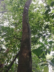 Brosimum alicastrum