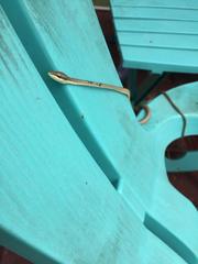 Oxybelis rutherfordi