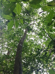 Brosimum alicastrum