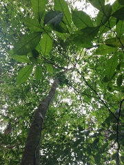 Brosimum alicastrum