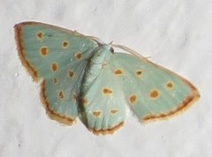 Comostolopsis stillata