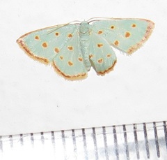 Comostolopsis stillata