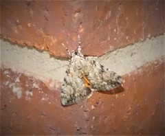 Catocala amica