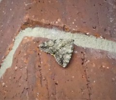 Catocala amica