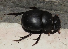 Metacatharsius opacus