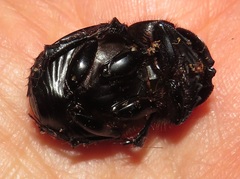 Metacatharsius opacus