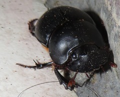 Metacatharsius opacus