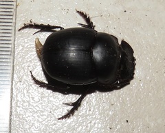 Metacatharsius opacus