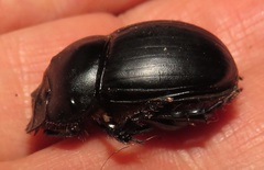 Metacatharsius opacus