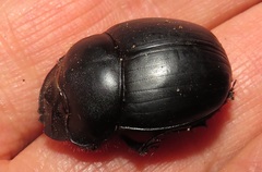 Metacatharsius opacus