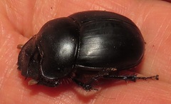 Metacatharsius opacus