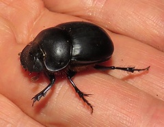 Metacatharsius opacus