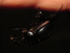 Metacatharsius opacus