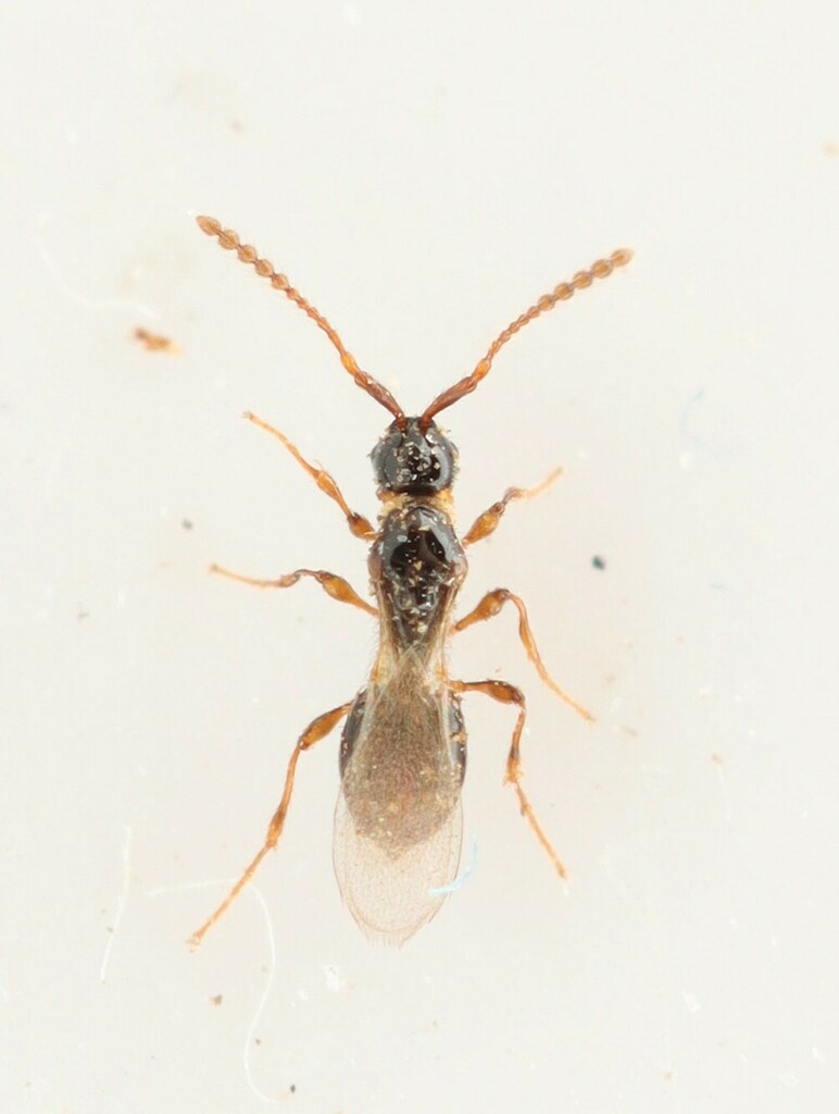 Tetramopria cincticollis