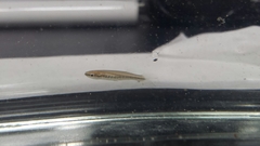 Fundulus olivaceus