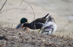 Gallinula chloropus