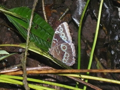 Morpho helenor maculata