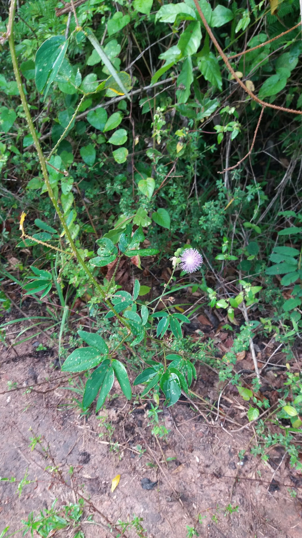 Mimosa sensitiva