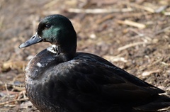 Anas platyrhynchos domesticus