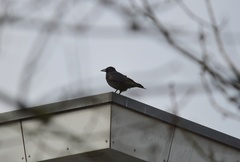 Corvus corone