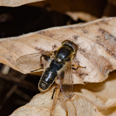 Anasimyia bilinearis