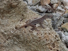 Anolis cristatellus wileyae