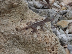 Anolis cristatellus wileyae