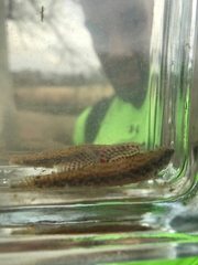 Etheostoma edwini