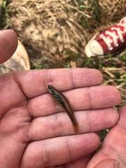 Etheostoma edwini