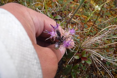 Saussurea angustifolia