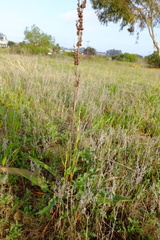 Rumex crispus crispus