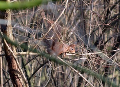 Sciurus vulgaris