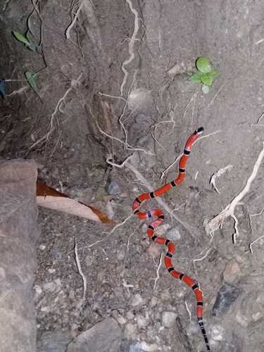 Antioquian coral snake [antioquiensis], Micrurus dumerilii