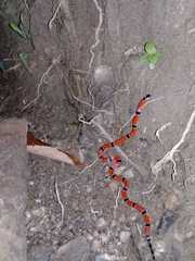 Micrurus dumerilii antioquiensis