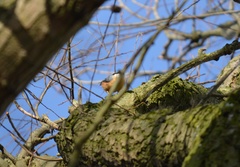 Sitta europaea