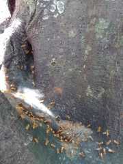 Oxytrigona