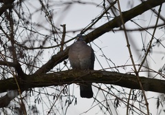 Columba palumbus