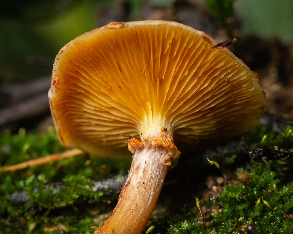 Gymnopilus luteofolius · July 2023 · photo: © deniszabin (iNaturalist, cc-by)