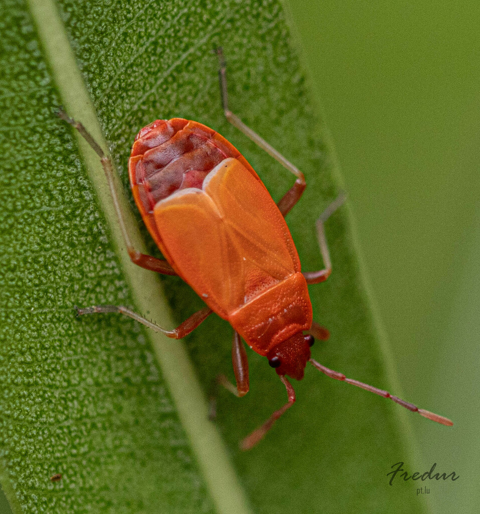 European Firebug from Dudelange, Luxembourg on August 19, 2023 at 05:49 ...