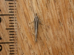 Leptosaces schistopa