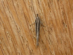 Leptosaces schistopa