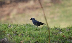 Corvus monedula